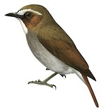 Eyebrowed Jungle Flycatcher Illustration