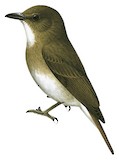 White-throated Jungle Flycatcher Illustration