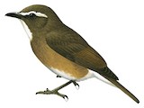 White-browed Jungle Flycatcher Illustration