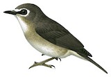 Slaty-backed Jungle Flycatcher Illustration