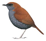 Gould's Shortwing Illustration