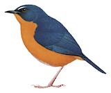 Rusty-bellied Shortwing Illustration