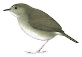 Lesser Shortwing Illustration