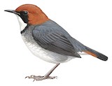 Rufous-headed Robin Illustration