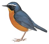 Indian Blue Robin Illustration