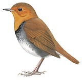 Japanese Robin Illustration