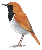 Okinawa Robin Illustration