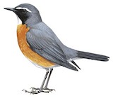 White-throated Robin Illustration