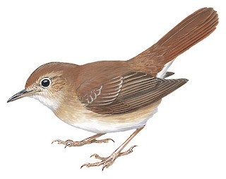 Luscinia megarhynchos golzii