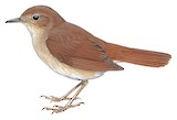 Common Nightingale Illustration