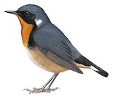 Firethroat Illustration