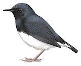 Blackthroat Illustration