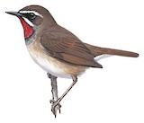 Siberian Rubythroat Illustration