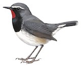 Himalayan Rubythroat Illustration