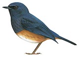 Nilgiri Blue Robin Illustration