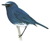 White-bellied Blue Robin Illustration