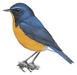 Rufous-breasted Bush Robin Illustration