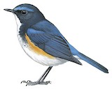 Himalayan Bluetail Illustration