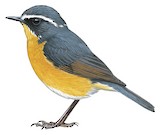 White-browed Bush Robin Illustration