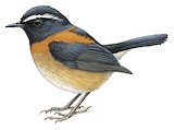 Collared Bush Robin Illustration