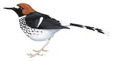 Chestnut-naped Forktail Illustration