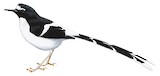 Black-backed Forktail Illustration