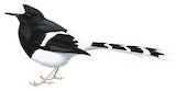 Bornean Forktail Illustration