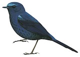 Blue-fronted Robin Illustration