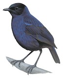 Sri Lanka Whistling Thrush Illustration