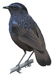 Shiny Whistling Thrush Illustration