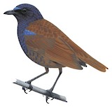 Brown-winged Whistling Thrush Illustration