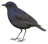 Bornean Whistling Thrush Illustration