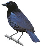 Malabar Whistling Thrush Illustration