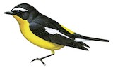 Yellow-rumped Flycatcher Illustration