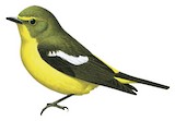 Green-backed Flycatcher Illustration