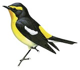 Narcissus Flycatcher Illustration