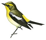 Ryukyu Flycatcher Illustration