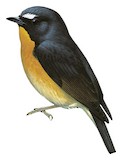 Snowy-browed Flycatcher Illustration