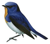 Sapphire Flycatcher Illustration