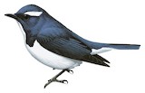 Ultramarine Flycatcher Illustration