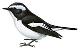 Little Pied Flycatcher Illustration