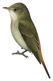 Rusty-tailed Flycatcher Illustration