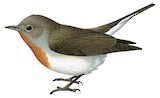 Red-breasted Flycatcher Illustration