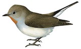 Taiga Flycatcher Illustration