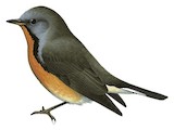 Kashmir Flycatcher Illustration