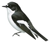 European Pied Flycatcher Illustration