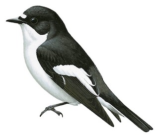 Ficedula hypoleuca on sale