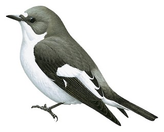 Ficedula hypoleuca sibirica