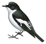 Atlas Pied Flycatcher Illustration