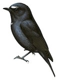 Damar Flycatcher Illustration